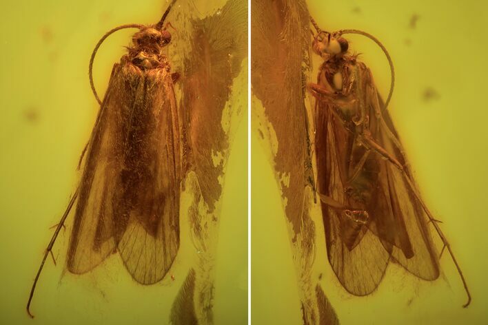 Detailed Fossil Caddisfly (Trichopterae) In Baltic Amber #90851